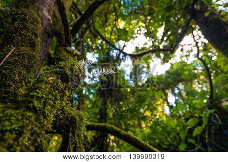 Plant And Tree On Sub Alpine Mountains Green Scenery In Chiangmai