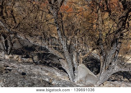 Burned Tree-branches Following A Forest Fire In Troodos,cyprus