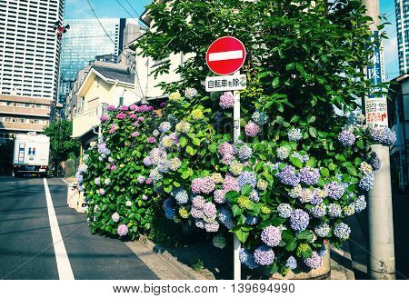 Tokyo - May 2016: Small lane with Ajisai flowers and traffic sign.