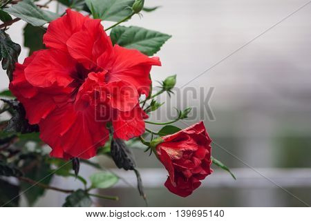 оne red flower сhinese rose growing in the office,