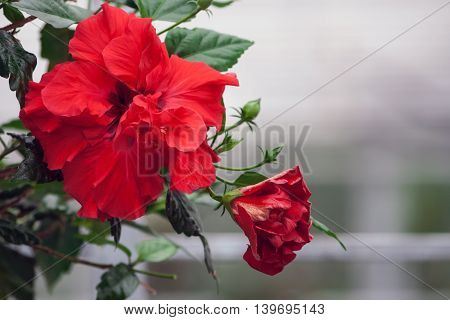 оne red flower сhinese rose growing in the office,