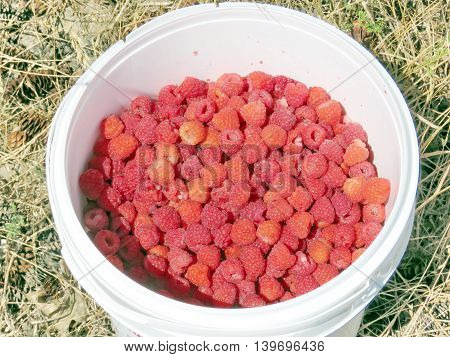 Raspberry in the bucket on field of the Whittamore's Farm in Markham Ontario 23 July 2016 Canada