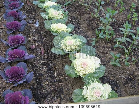 Huerto. Coles de invierno. Plantas con flores blancas y lilas y con fines ornamentales.