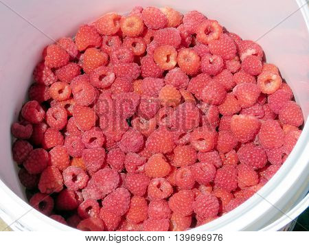 The raspberry on field of the Whittamore's Farm in Markham Ontario 23 July 2016 Canada