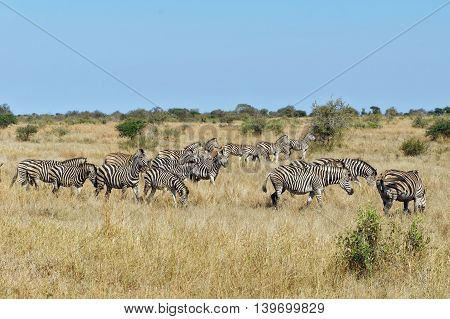 Zebras, antelopes and warhog, african animals in Addo national park, South Africa