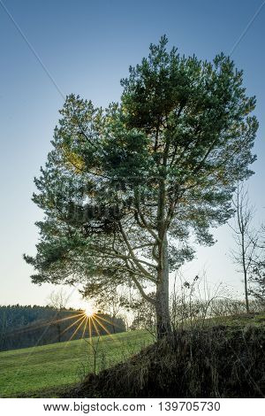 Individual tree with sunbeams during a sunset