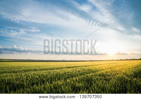 Summer landscape wheat field and blue clouds