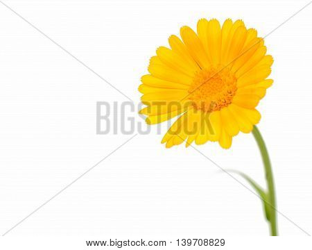flowers yellow marigold isolated on white background