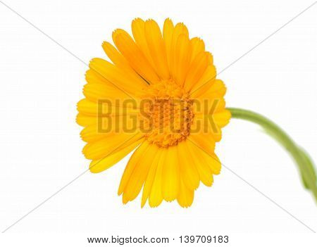 flowers yellow marigold isolated on white background