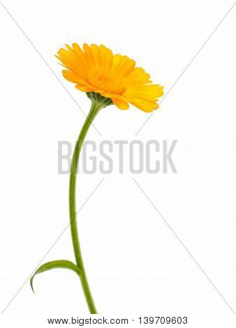 flowers yellow marigold isolated on white background