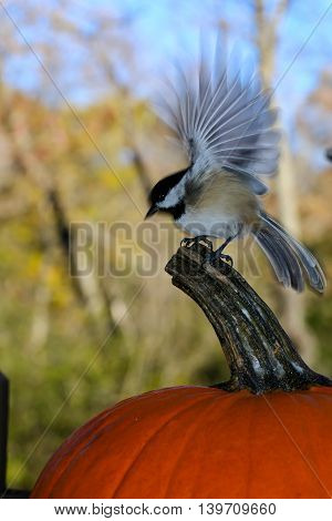 Chickadee in motion landing on a pumpkin.