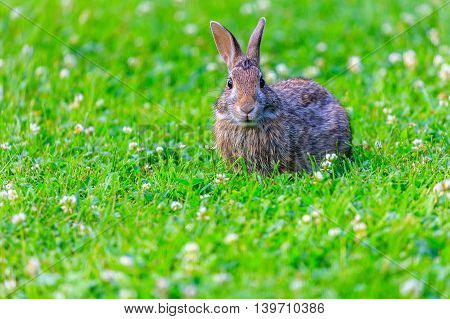Rabbit looking surprised in a patch of grass.