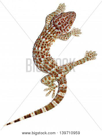 Photo of Gekon isolated on the white background