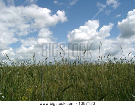 Roggen-Feld