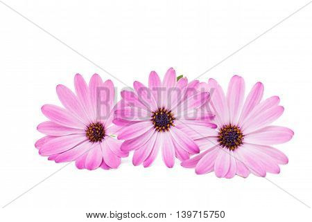 White and Pink Osteospermum Daisy or Cape Daisy Flower Flower Isolated over White Background. Macro Closeup