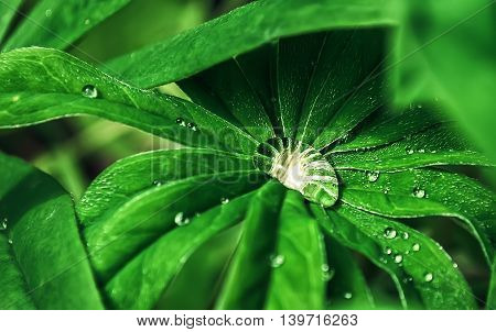 Large crystal clear drop of morning dew on leaves of grass closeup. Blured selective focus on the dewdrop.