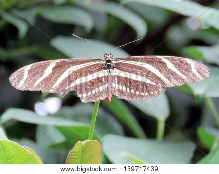 Zebra Longwing butterfly in garden of Niagara Falls Ontario 16 July 2016 Canada