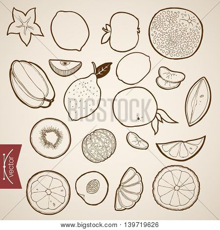 Engraving vintage hand drawn vector fruit food citrus Sketch