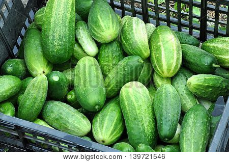 Detailed view of fresh cucumbers in a basket