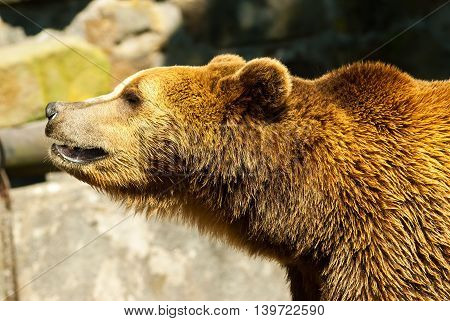 A brown bear in zoo summer day