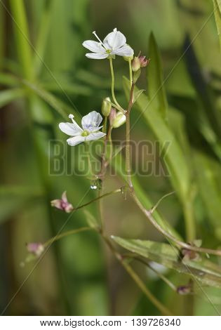 Marsh Speedwell - Veronica scutellata Small Wetland Flower