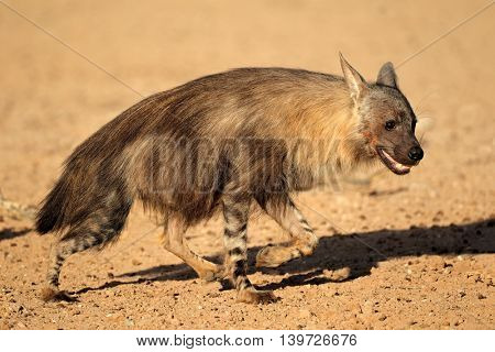 Alert brown hyena (Hyaena brunnea), Kalahari desert, South Africa