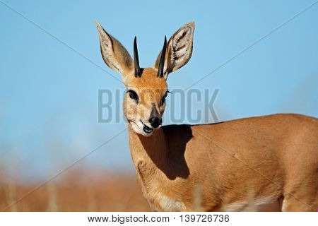 Portrait of a male steenbok antelope (Raphicerus campestris), South Africa
