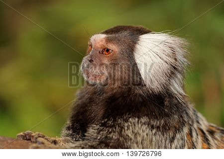 Portrait of a marmoset monkey (Callithrix jacchus) against a green background