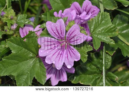 Common Mallow - Malva sylvestris Pink Wild Flower