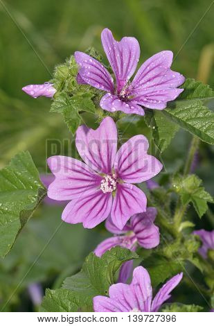 Common Mallow - Malva sylvestris Pink Wild Flower