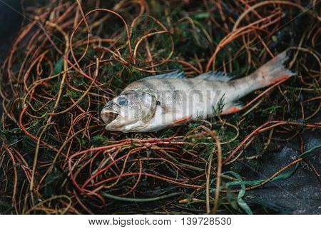 Bloated dead poisoned fish lies on the algae on the river bank. Environmental pollution. The impact of toxic emissions in the aquatic environment..