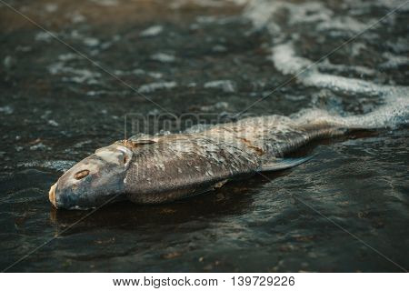 Bloated dead poisoned fish lies on the bank of the river. Environmental pollution. The impact of toxic emissions in the aquatic environment.