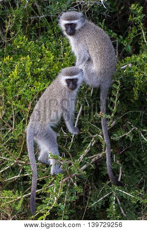 Two cute vervet monkeys with little faces and gey fur climbing in a tree