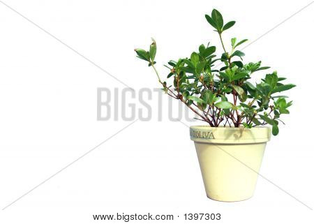 Planta