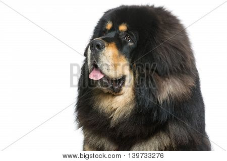 Closeup portrait of big beautiful Tibetan mastiff dog over white background. Isolated. Copy space.