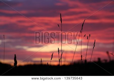 Grass straw in the sunset ans a colorful horizon