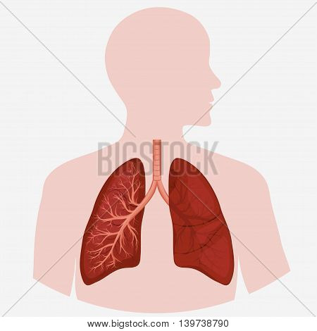 Human Lung anatomy diagram. Illness respiratory cancer graphics. Vector