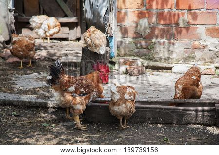Rooster And Chickens