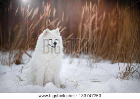 Beautiful White Samoyed Dog