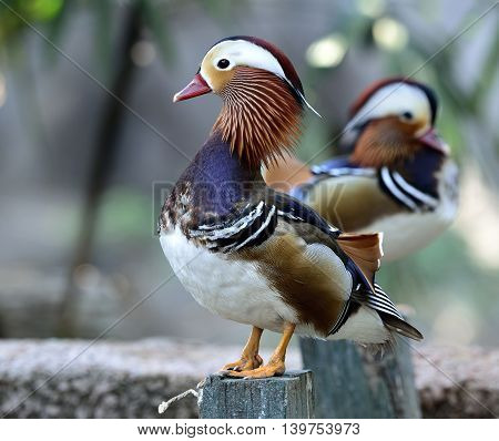 Amazing Mandarin duck (aix galericulata) the fantastic animal fully standing on the pole with high neck up and other duck behind