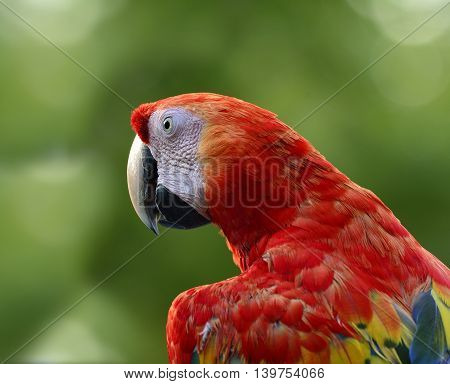 Back Profile Of Scarlet Macaw Parrot, The Beautiful Red Bird On Green Blur Background