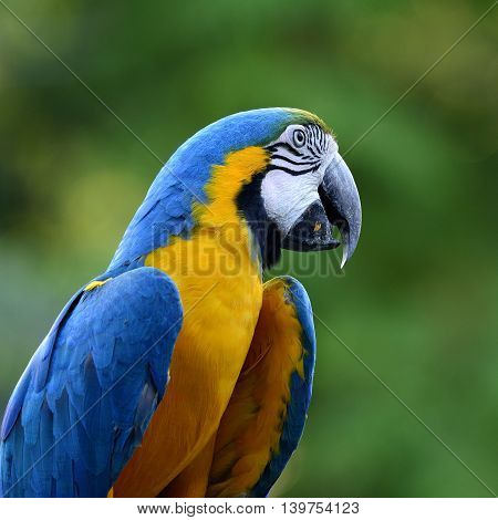 Beautiful Blue And Gold Macaw Parrot, The Beautiful Blue And Yellow Bird On Blur Green Background