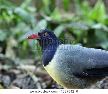 Beautiful Coral-billed Ground Cuckoo (carpococcyx Renauldi) The Fine Grey Bird With Pink Bills
