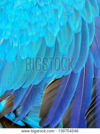 Beautiful Feathers Of Blue And Gold Macaw Parrot Bird, An Exotic Blue Texture