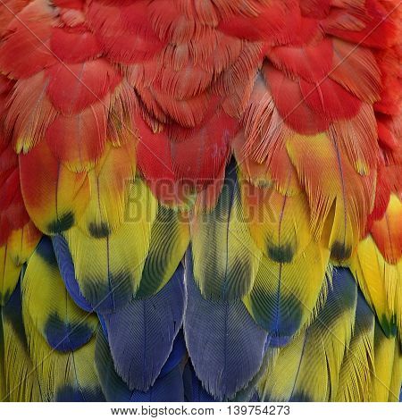 Beautiful Feathers Of Scarlet Macaw Parrot Bird, Red Yellow And Blue Bird Texture