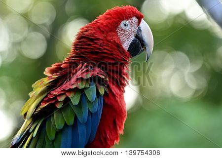 Beautiful Green-winged Macaw Parrot On Puffy Feathers Action, The Beautiful Bird On Blur Green Backg