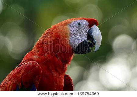 Beautiful Head Of Scarlet Macaw  On Blur Green Background