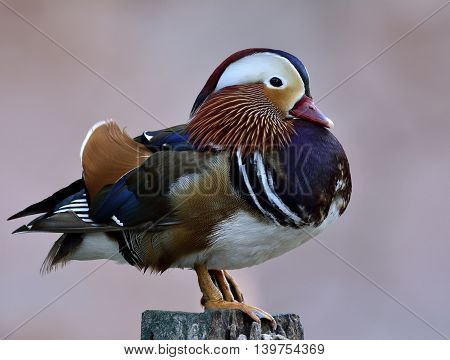Beautiful Mandarin Duck (aix Galericulata) The Exotic And Colorful Bird Standing On The Pole On Grey