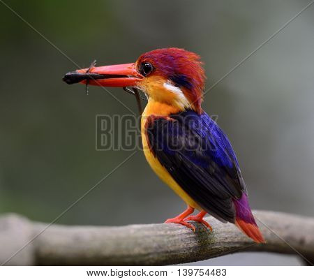 Black-backed Kingfisher (ceyx Erithaca) A Vivid Red Abd Orange Bird With Dark Blue On Its Wings Carr