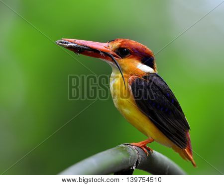 Black-backed Kingfisher (ceyx Erithaca) A Vivid Red And Orange Bird With Dark Blue On Its Wings Perc